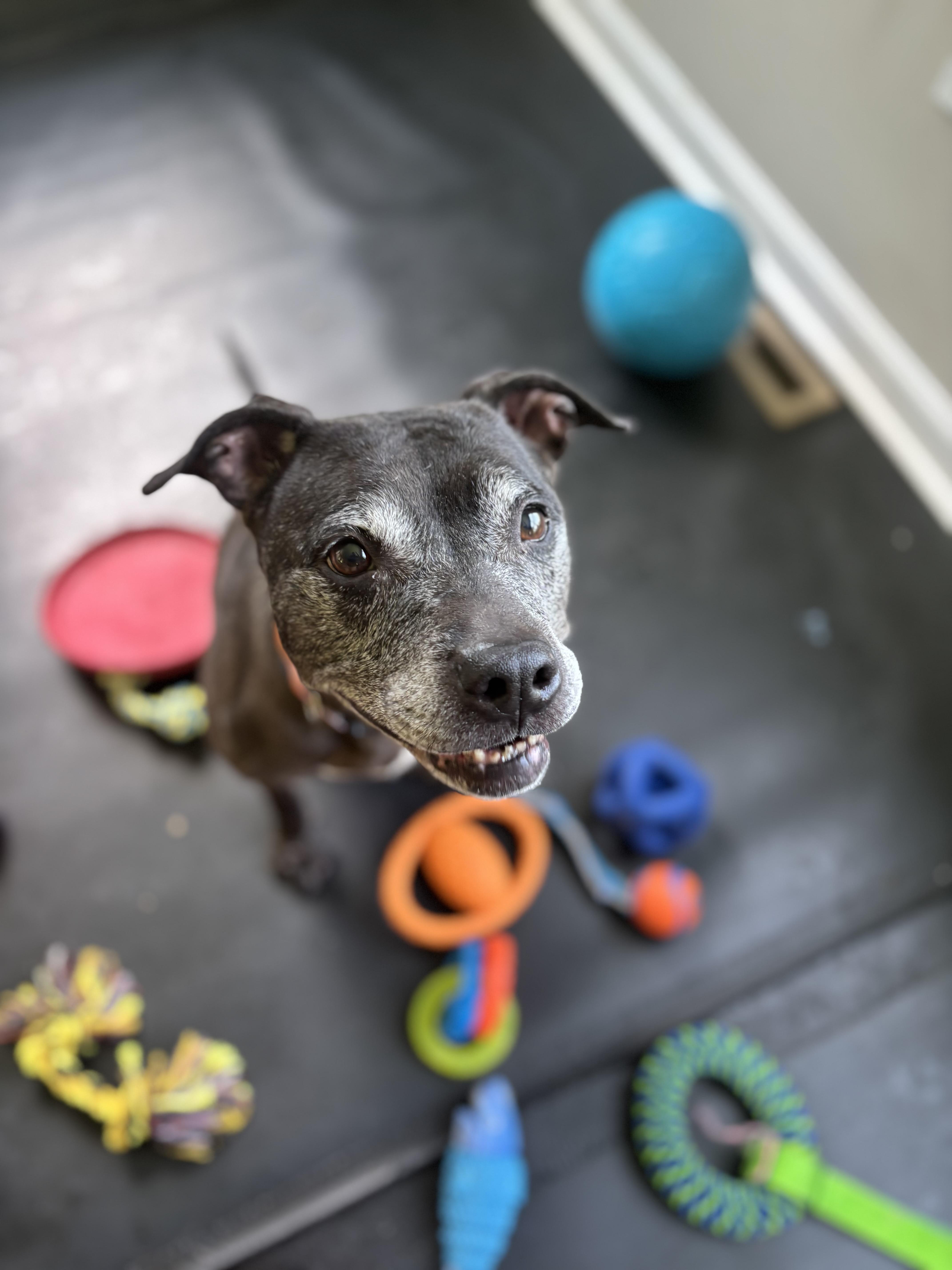 Flo, a Adoptable Pit Bull Terrier in Felton, PA image 1/4