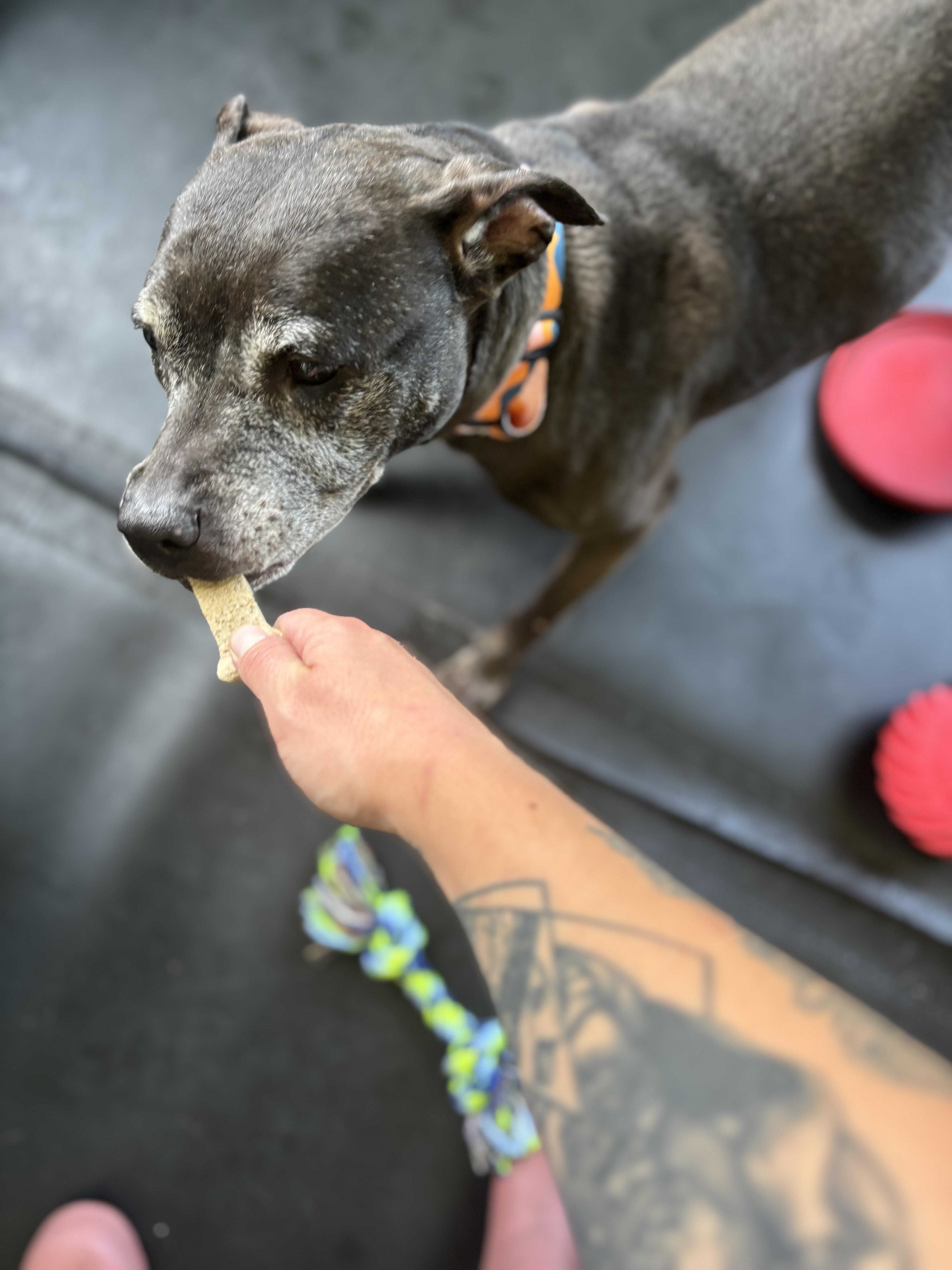 Flo, a Adoptable Pit Bull Terrier in Felton, PA image 4/4