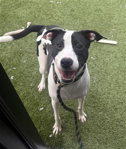 JERSEY, Adoptable, Young Male Pit Bull Terrier.