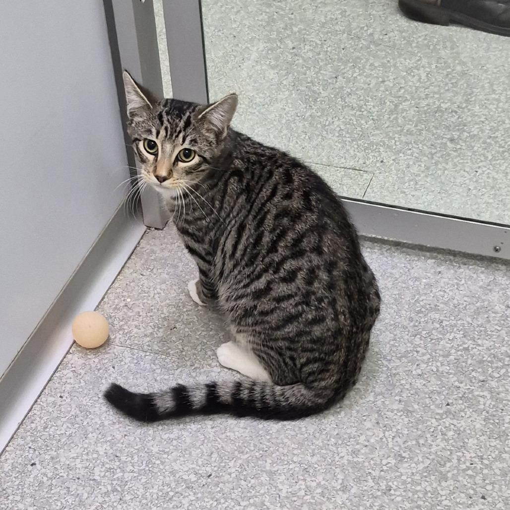 Edward, a Adoptable Domestic Short Hair in Canton, IL image 1/2