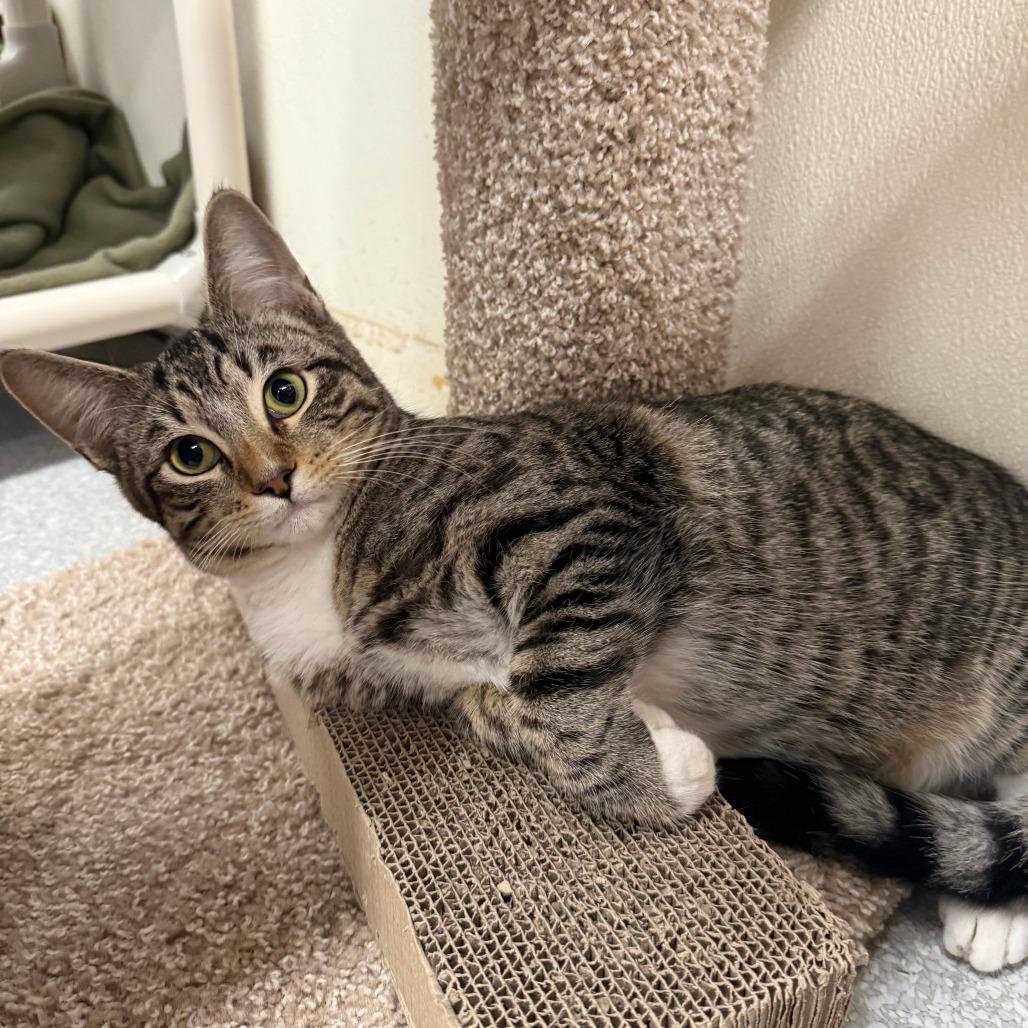 Edward, a Adoptable Domestic Short Hair in Canton, IL image 2/2