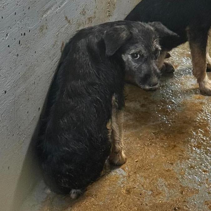 Toasty, Adoptable, Puppy Male Mixed Breed & Schnauzer.