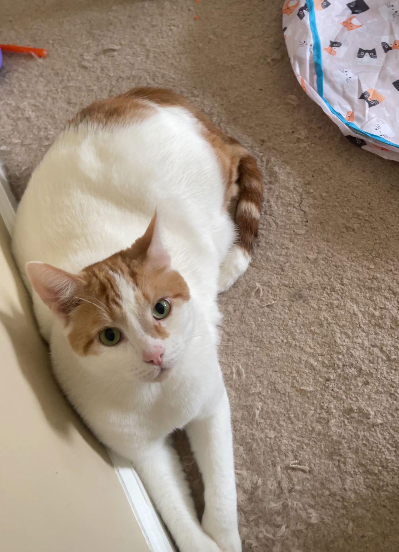 Luca, a Adoptable Domestic Short Hair in Acworth, GA image 2/6