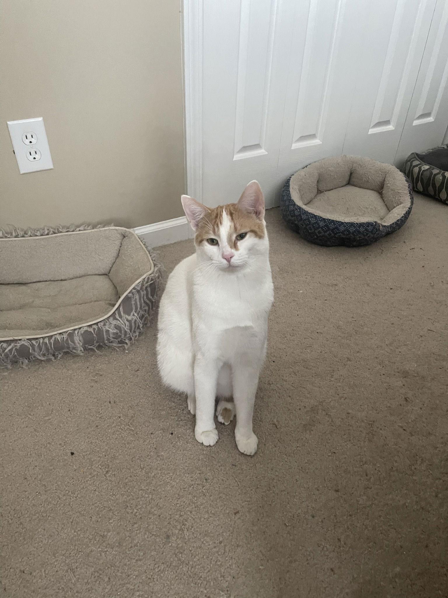 Luca, a Adoptable Domestic Short Hair in Acworth, GA image 3/6