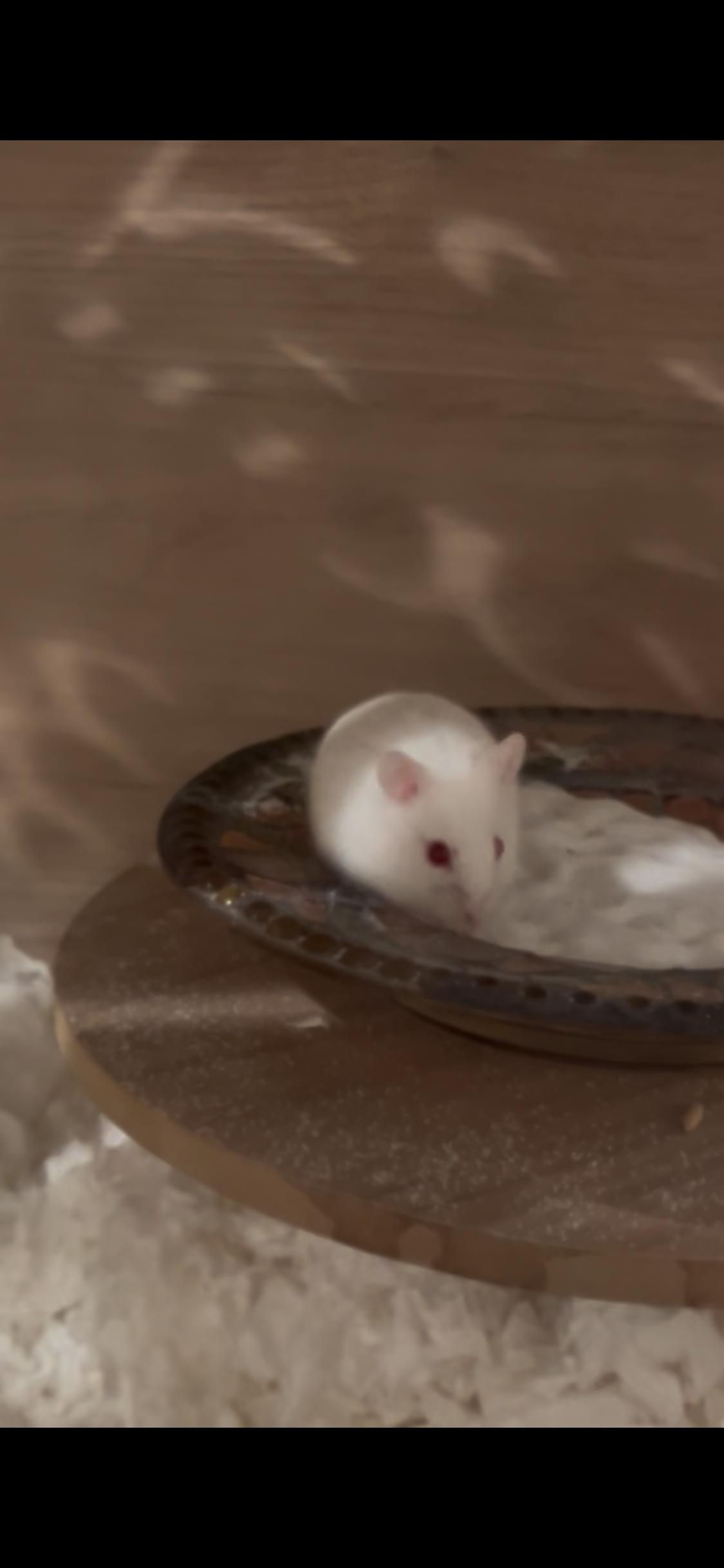 Enlarge Alfredo, a Adoptable Dwarf Hamster in Prescott , AZ image 2/2