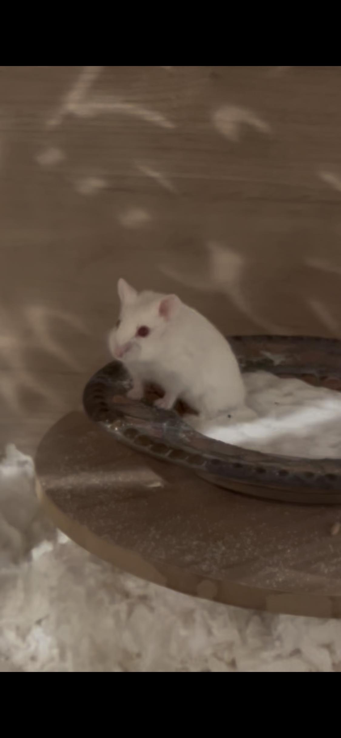 Alfredo, Adoptable, Baby Male Dwarf Hamster.