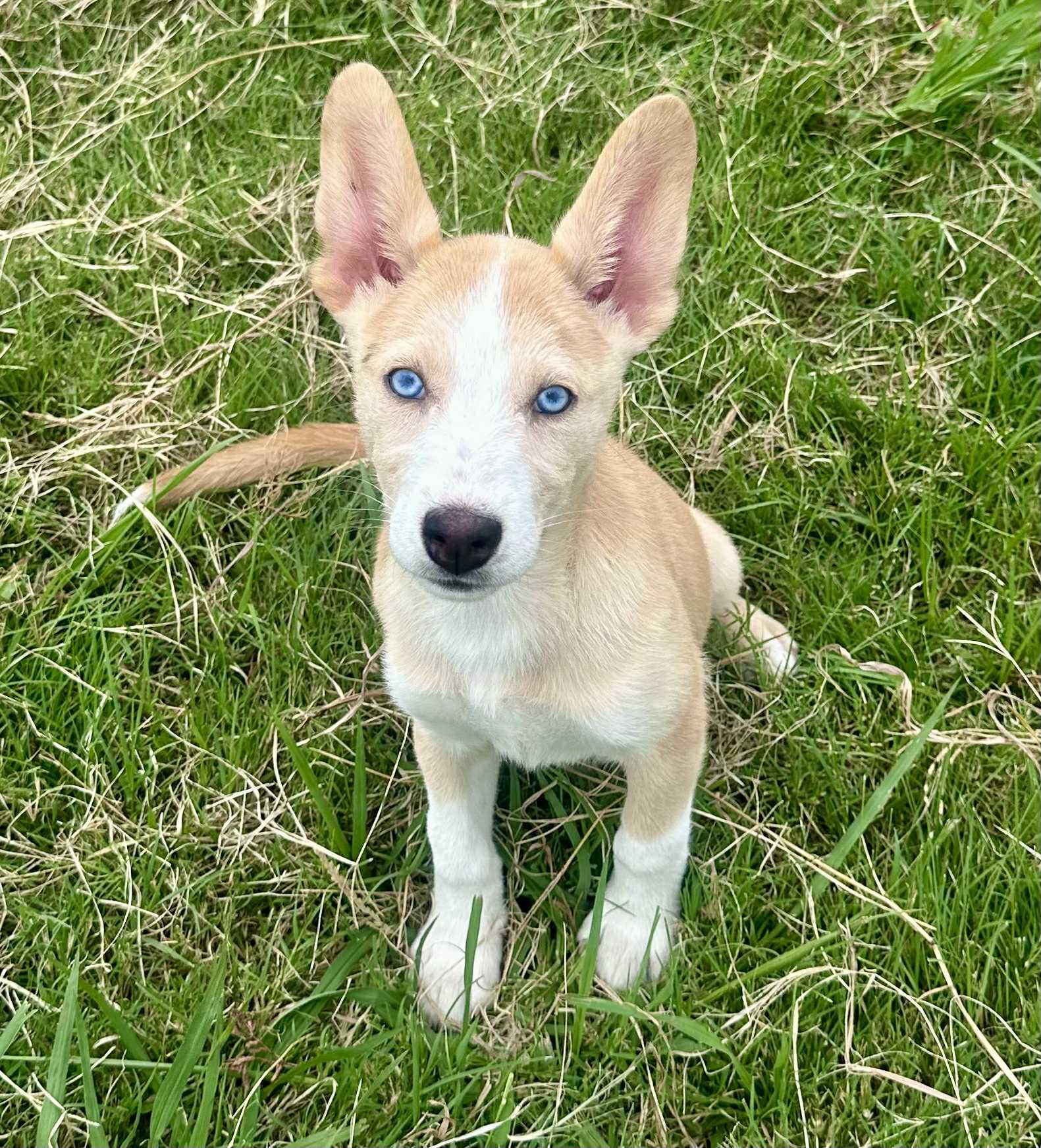 Miski, a Adoptable mixed breed in Graham, TX image 5/6