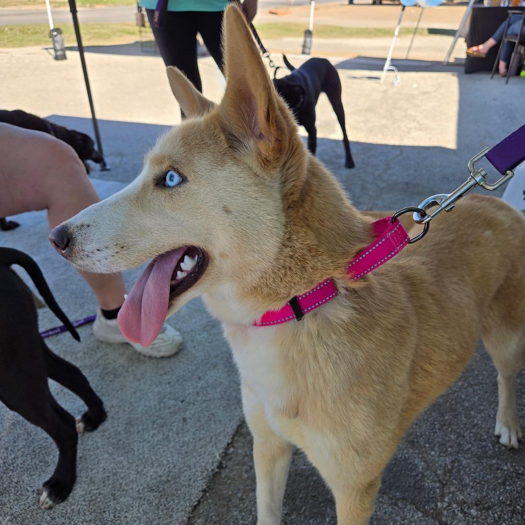 Enlarge Miski, an adoptable mixed breed in Graham, TX image 2/6