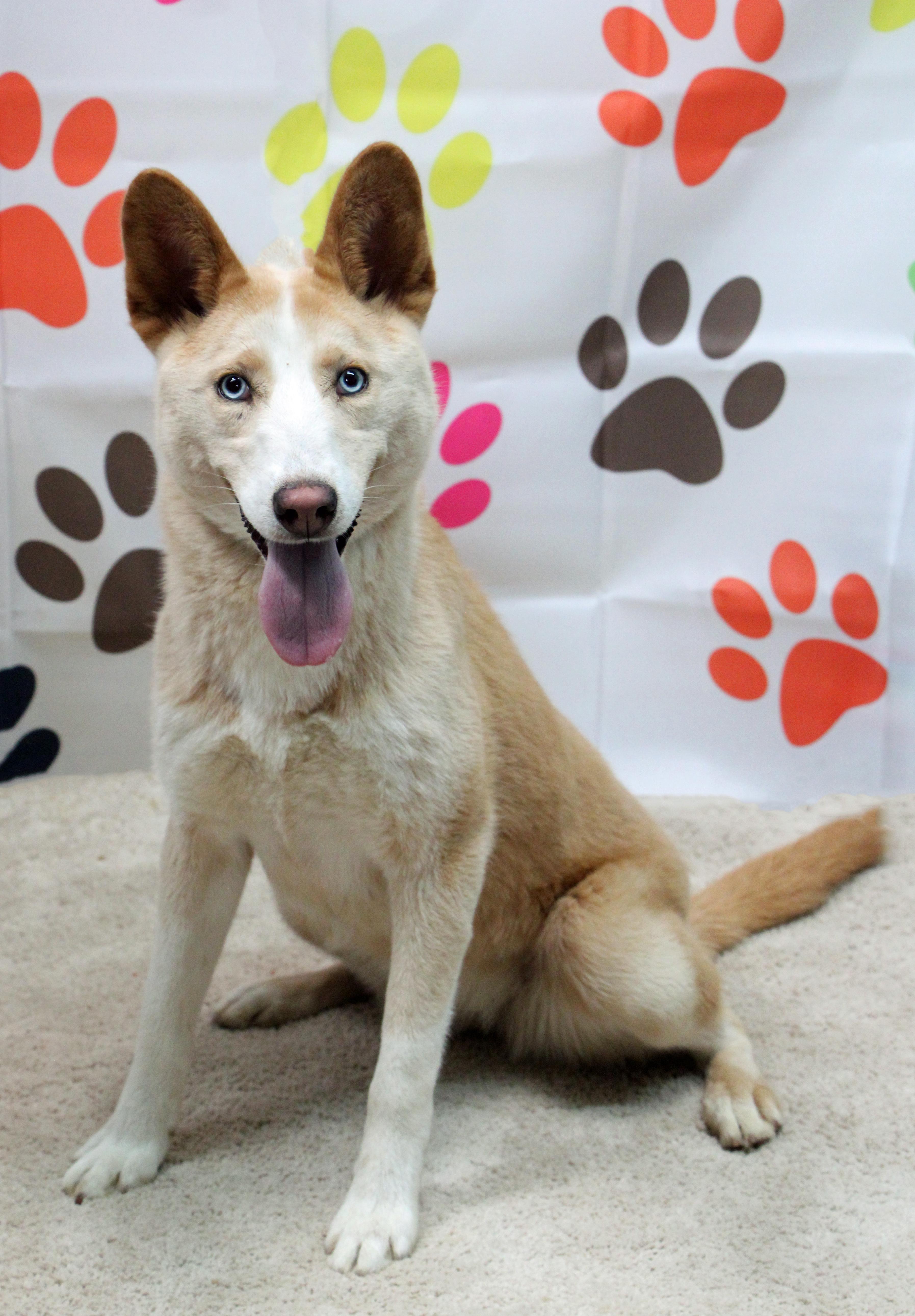Miski, adoptable, Young Female Siberian Husky & Mixed Breed.