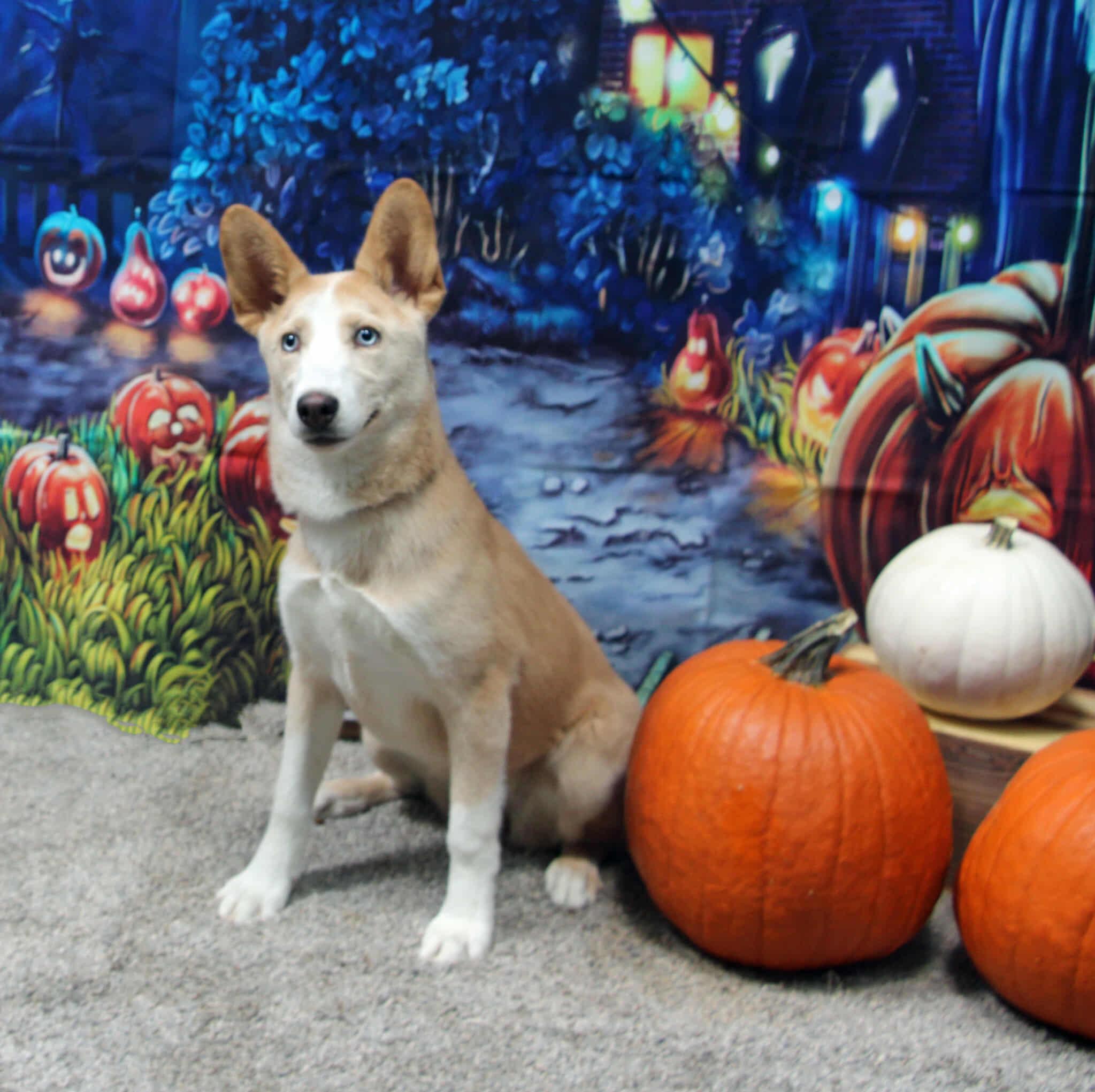 Miski, Adoptable, Young Female Siberian Husky & Mixed Breed.