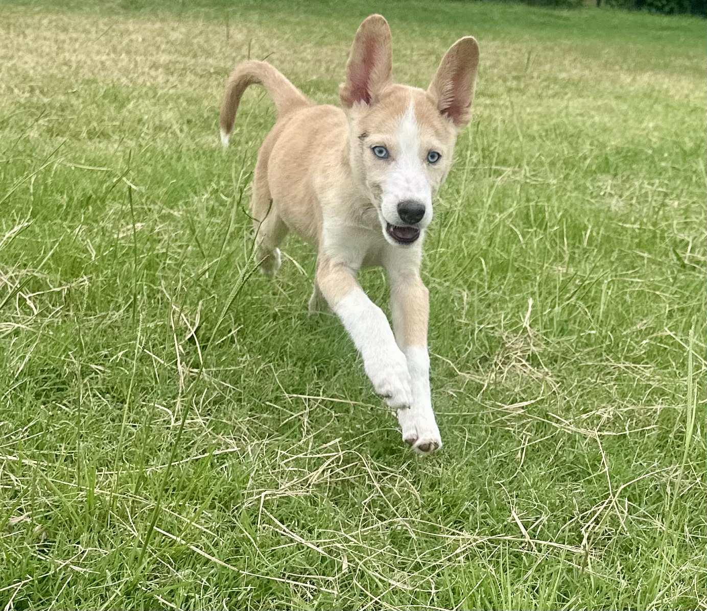 Miski, a Adoptable mixed breed in Graham, TX image 6/6