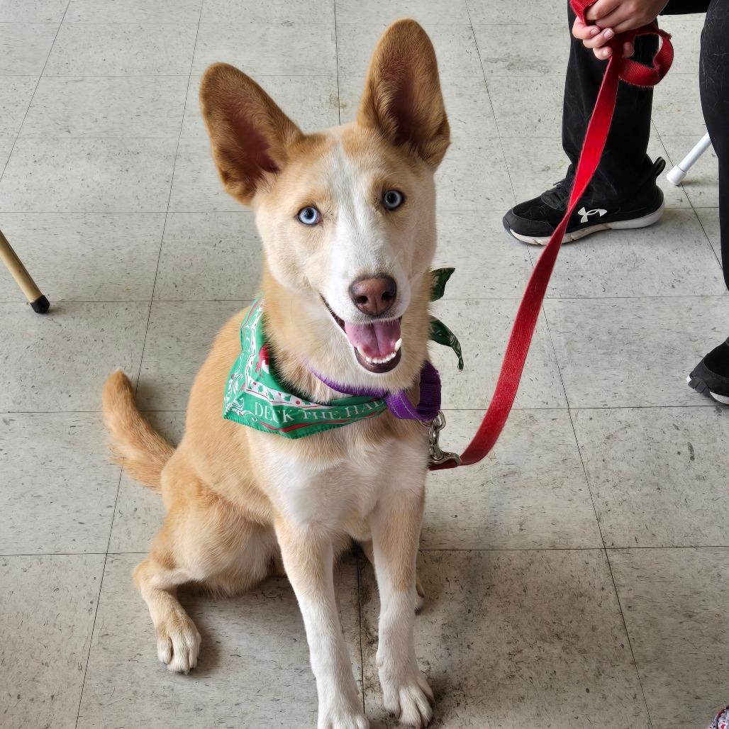 Miski, Adoptable, Young Female Siberian Husky & Mixed Breed.