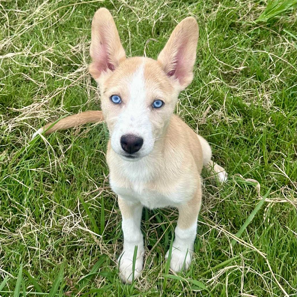 Enlarge Miski, a Adoptable mixed breed in Graham, TX image 4/4