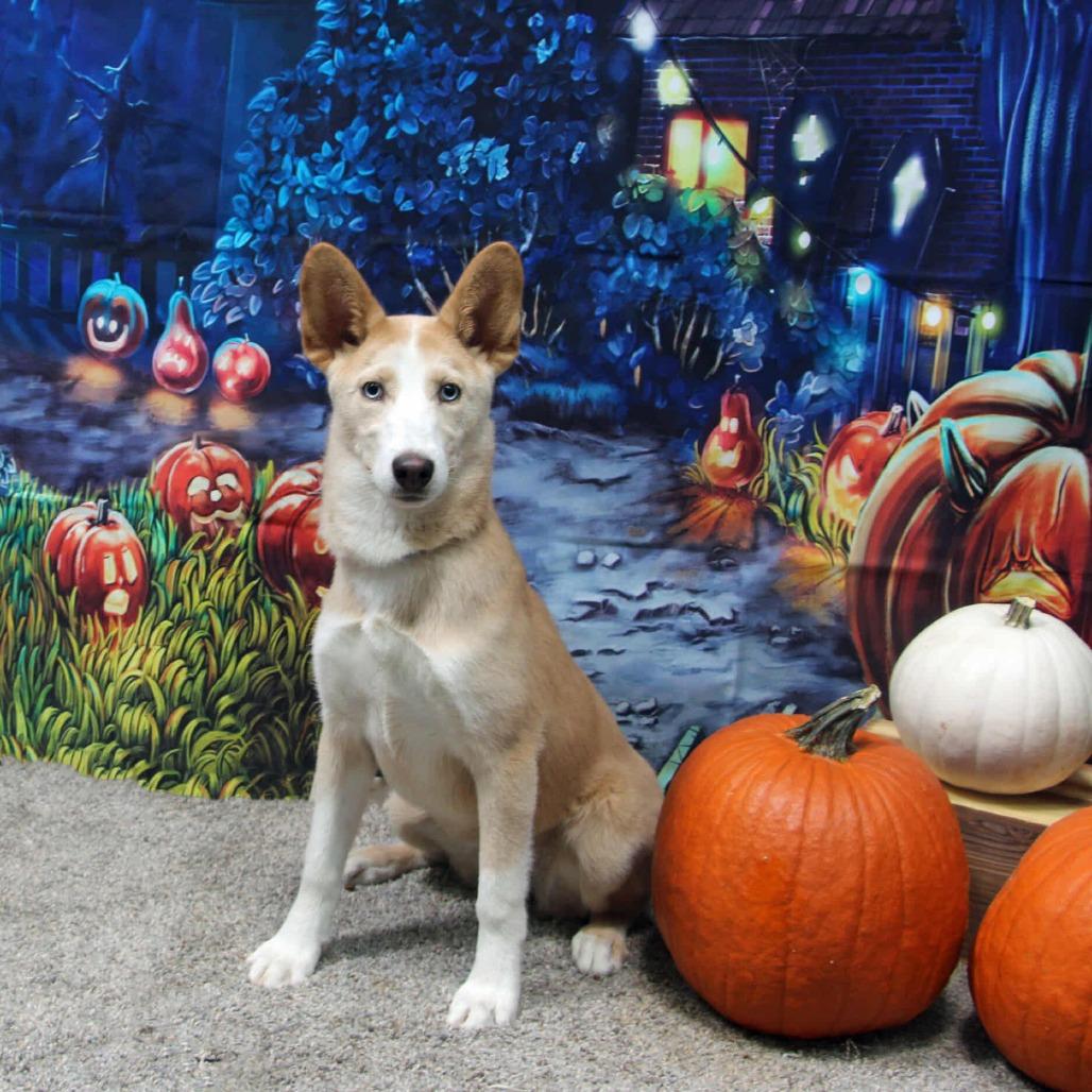 Enlarge Miski, a Adoptable mixed breed in Graham, TX image 2/4