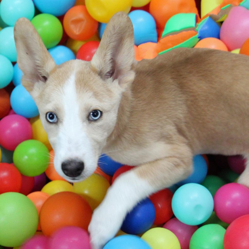 Miski, a Adoptable mixed breed in Graham, TX image 3/6