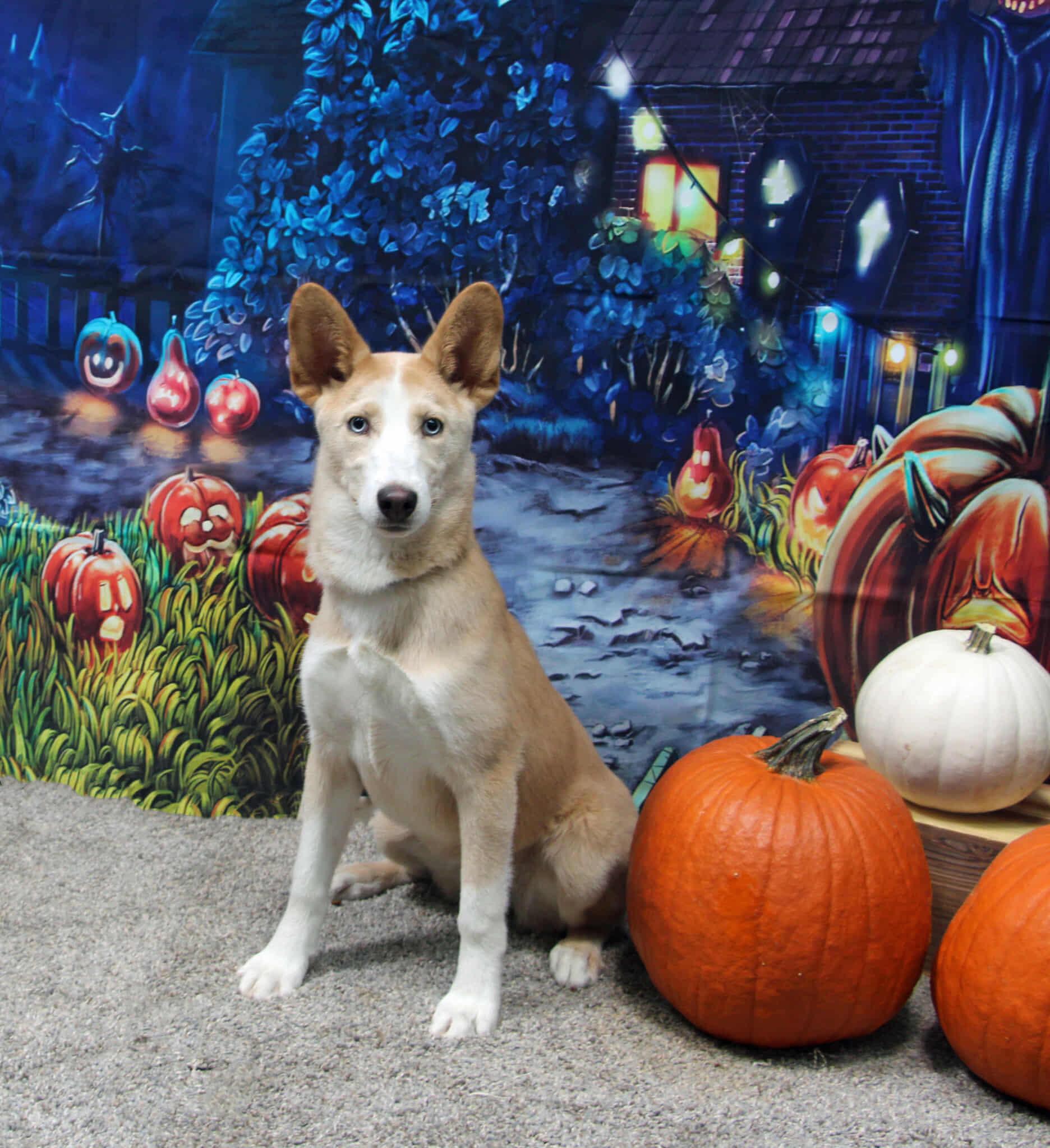 Miski, a Adoptable mixed breed in Graham, TX image 2/6