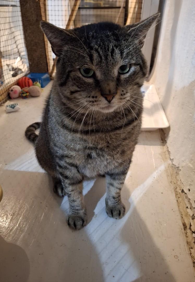 Enlarge Sachi, a Adoptable Domestic Short Hair in Westfield, NJ image 2/3