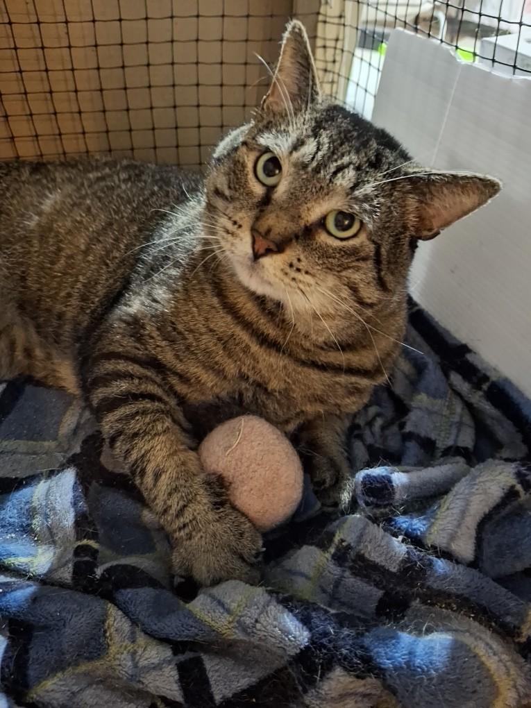 Sachi, Adoptable, Young Male Domestic Short Hair.