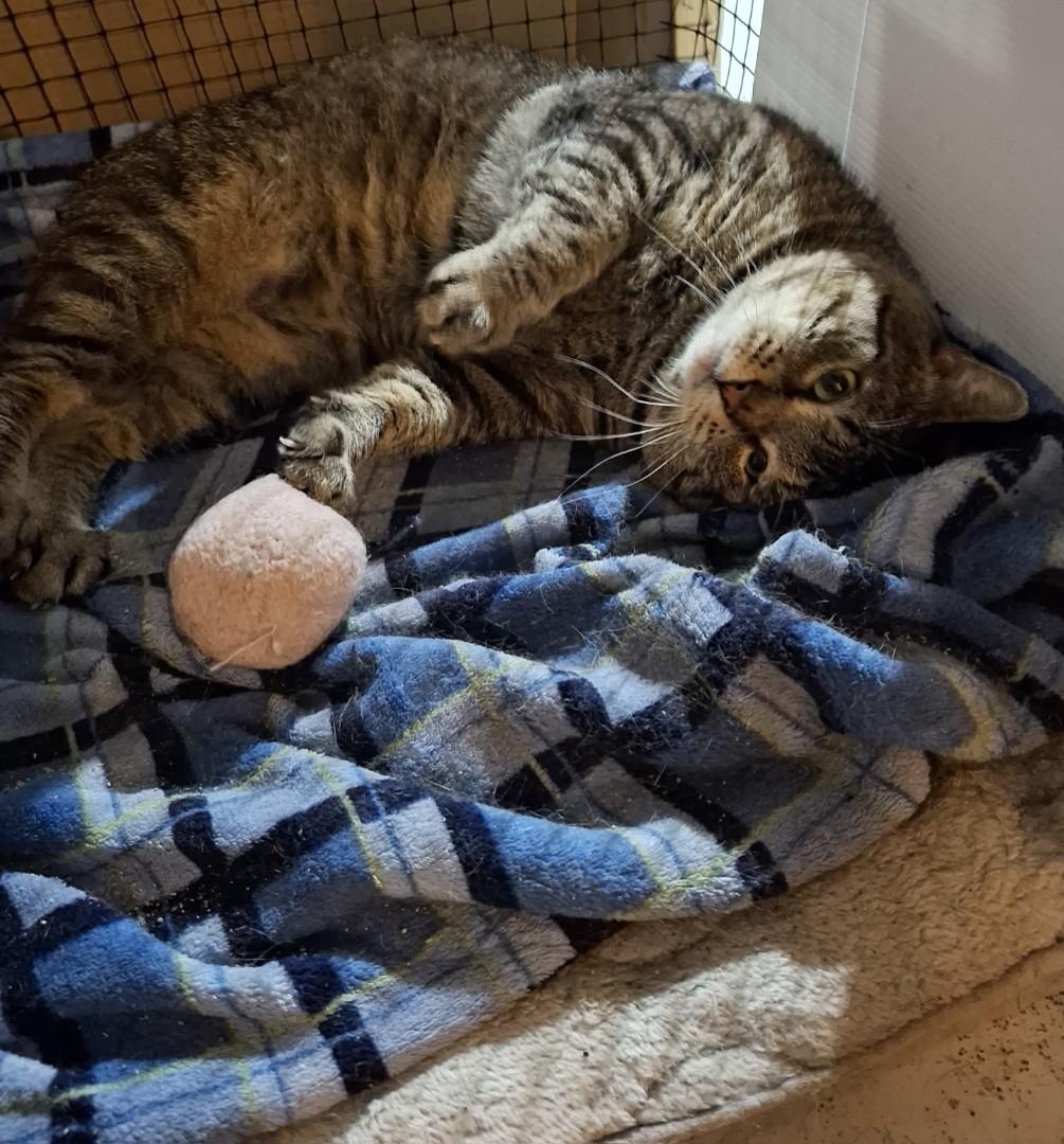 Sachi, Adoptable, Young Male Domestic Short Hair.