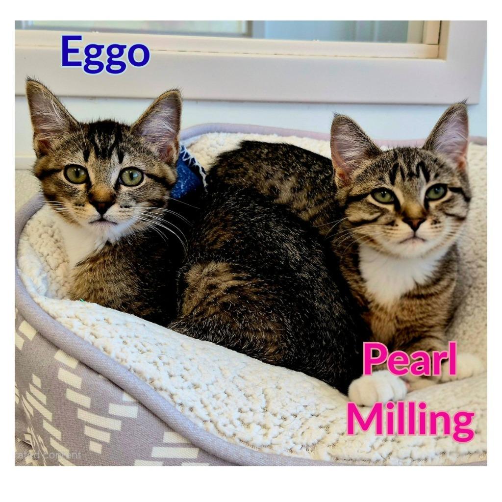 Pearl Milling, a Adoptable mixed breed in North Saint Paul, MN image 1/4