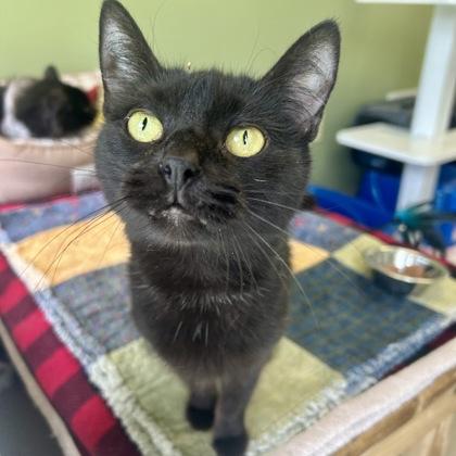 Esther, Adoptable, Adult Female Domestic Short Hair & Domestic Short Hair.