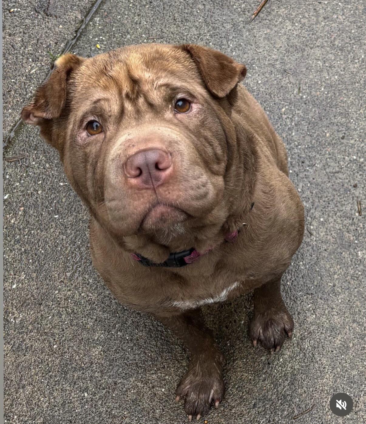 Enlarge Reese’s , a ADOPTABLE mixed breed in Sacramento, CA image 1/6