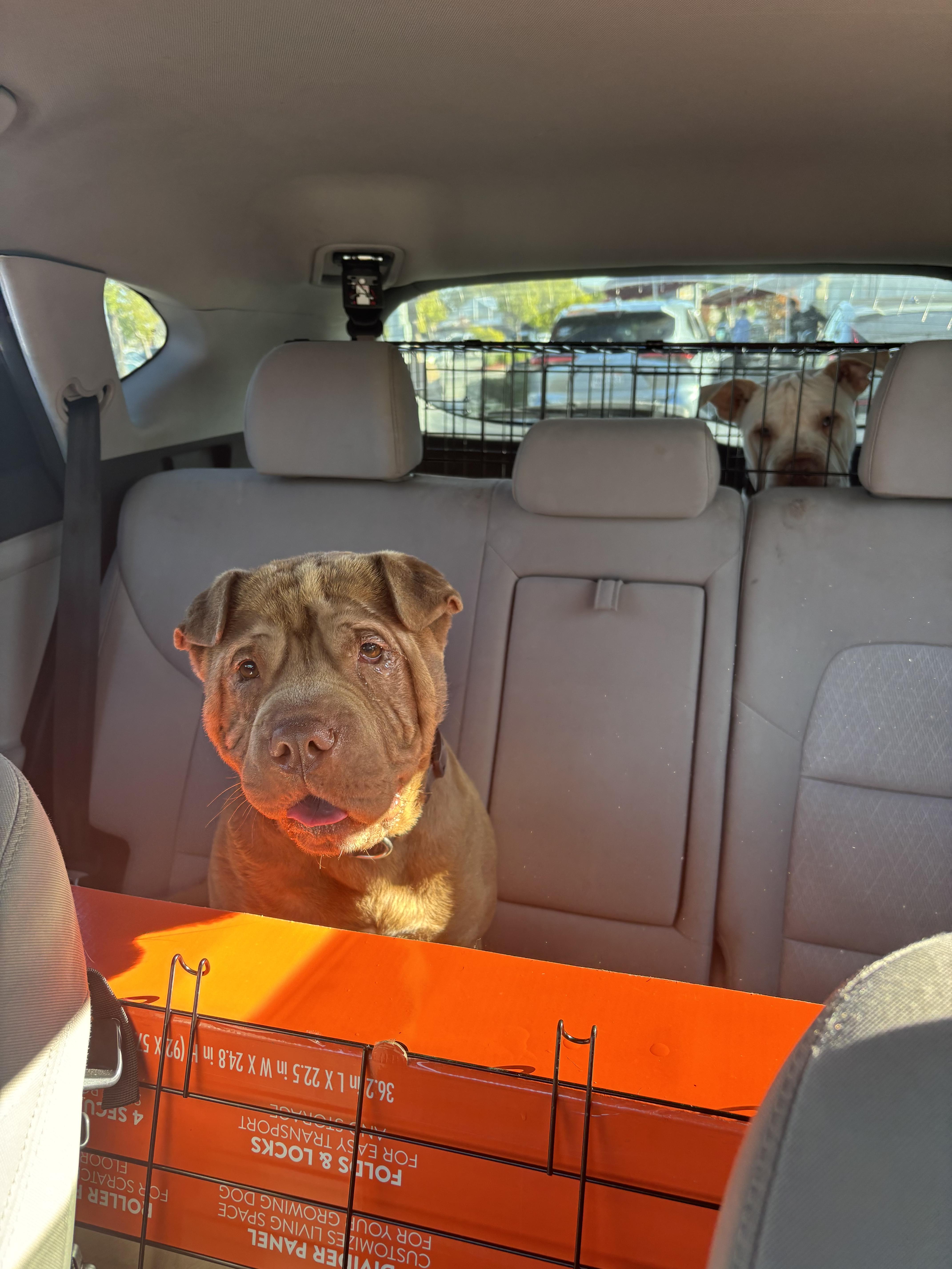 Enlarge Reese’s , a ADOPTABLE mixed breed in Sacramento, CA image 4/6