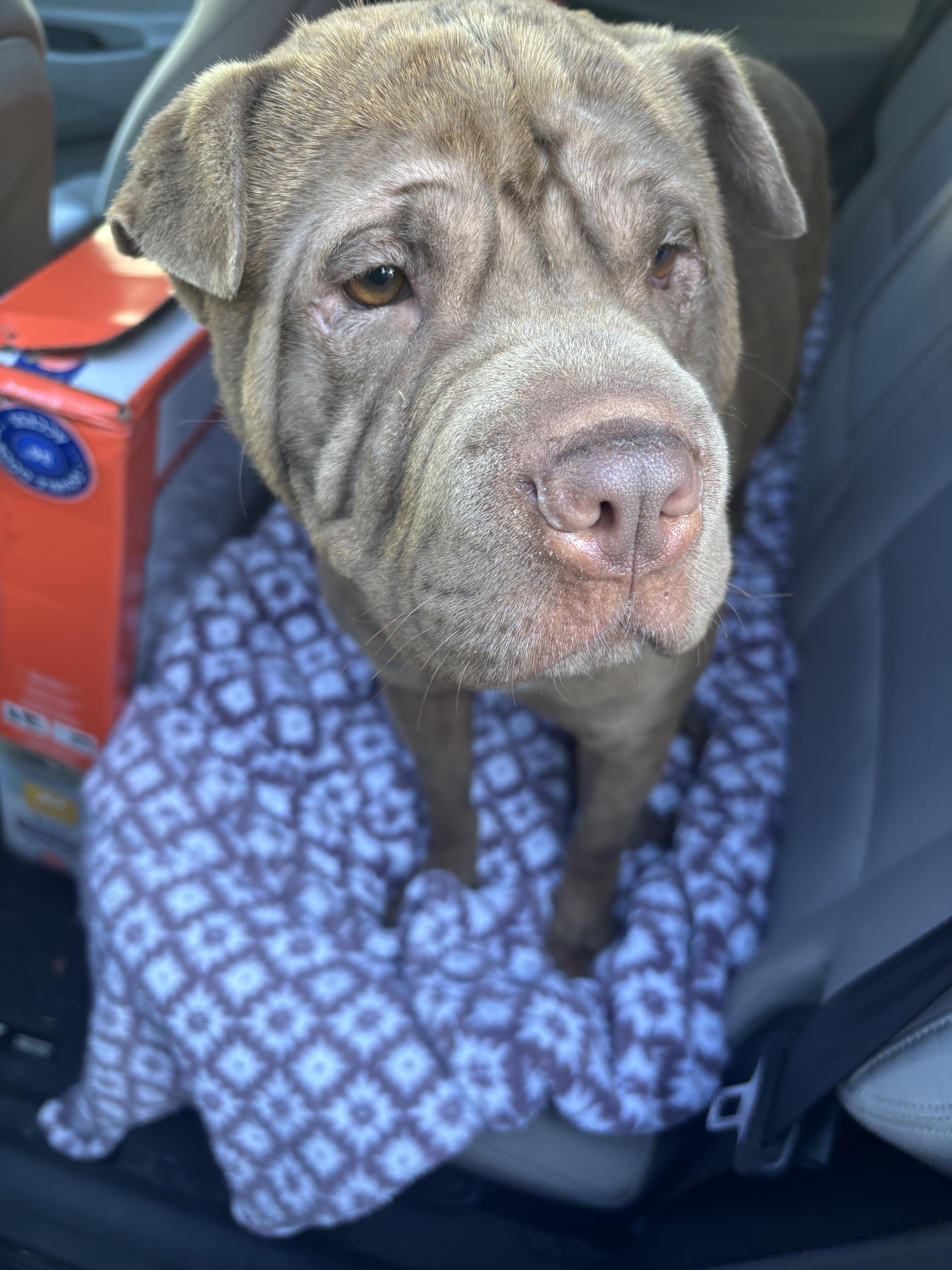 Enlarge Reese’s , a ADOPTABLE mixed breed in Sacramento, CA image 3/6