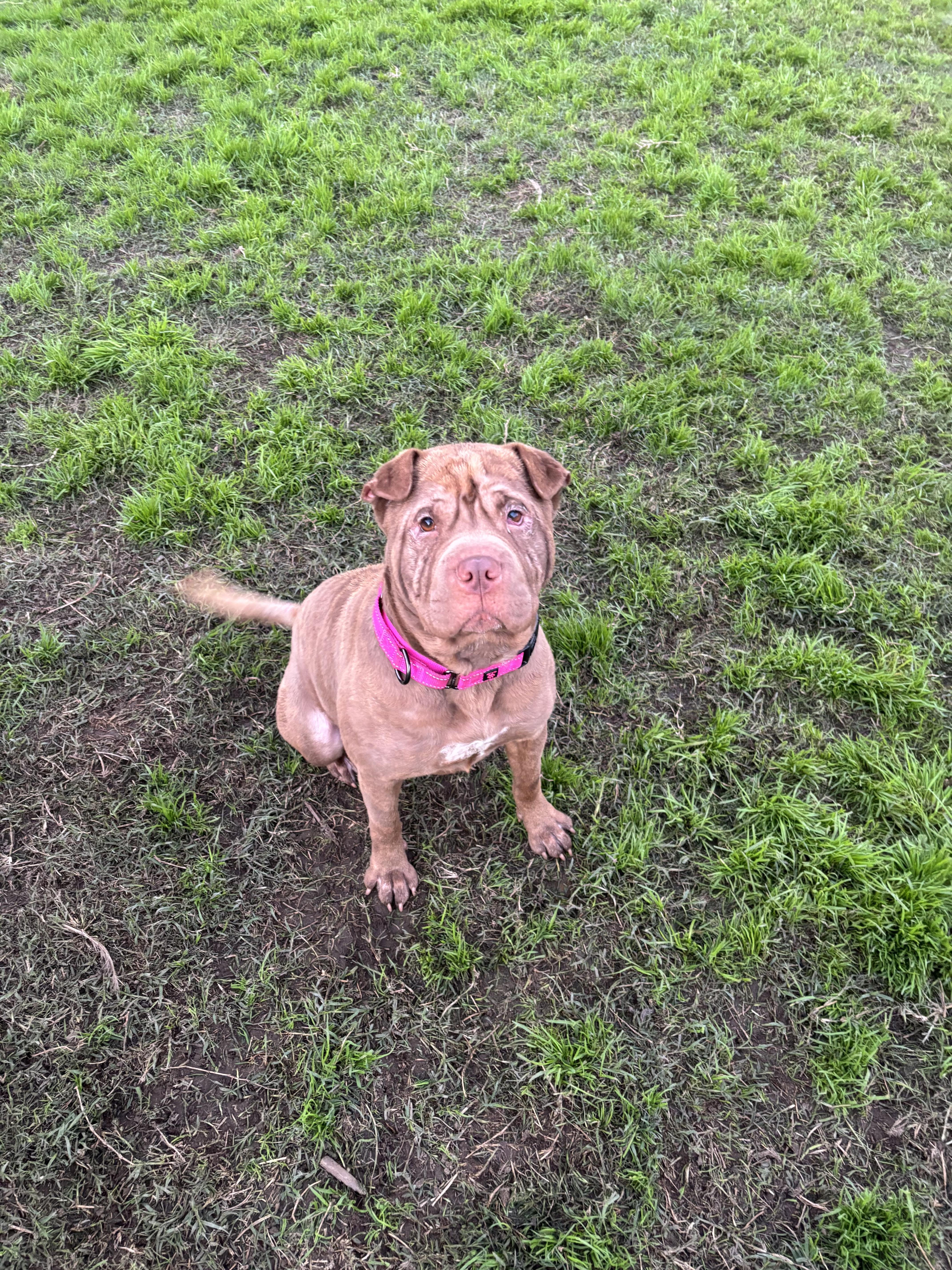 Enlarge Reese’s , a ADOPTABLE mixed breed in Sacramento, CA image 5/6