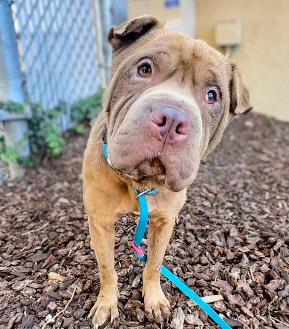 Enlarge Reese’s , a ADOPTABLE mixed breed in Sacramento, CA image 2/6