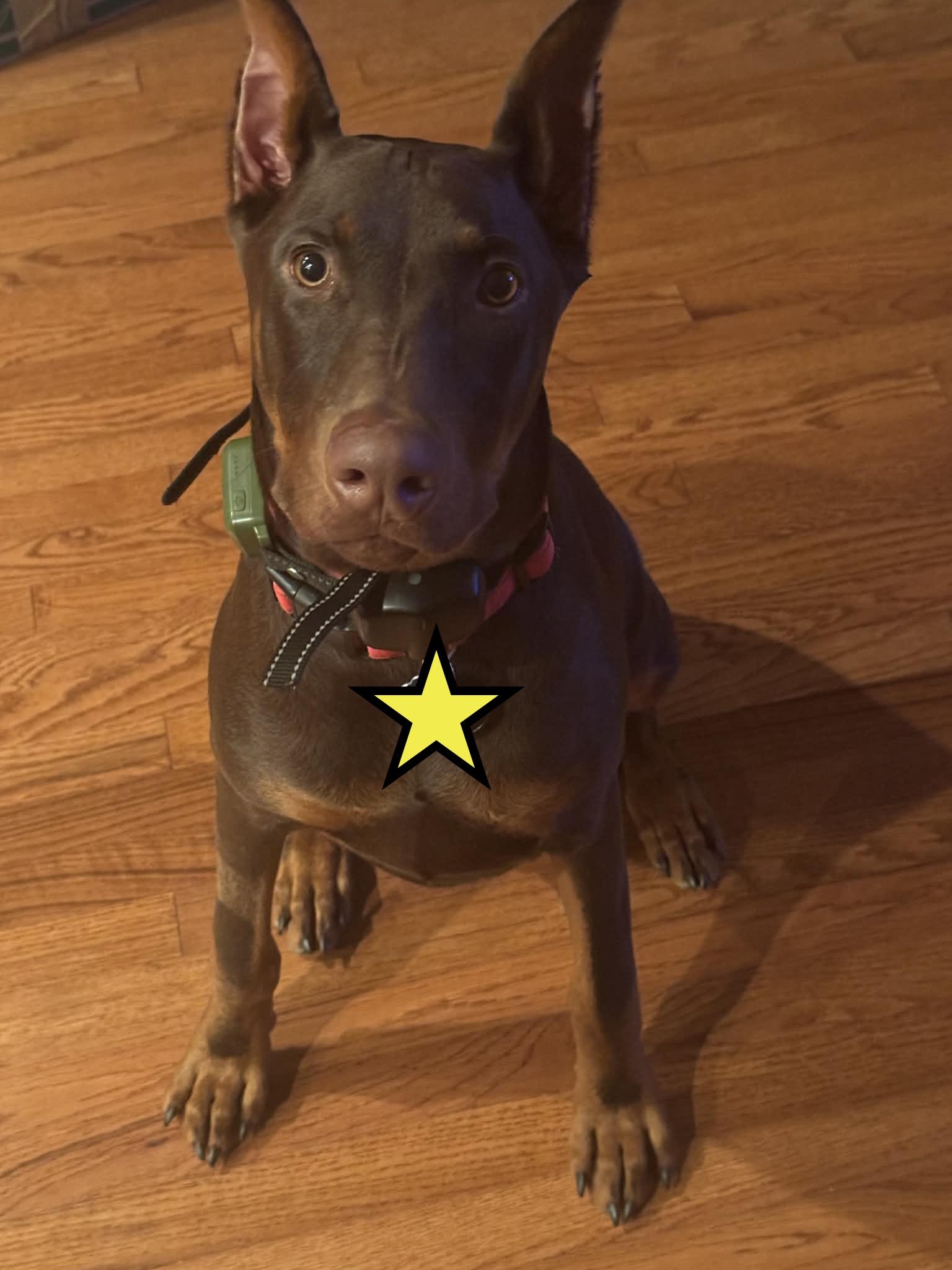 Ace, ADOPTABLE, Young Male Doberman Pinscher.