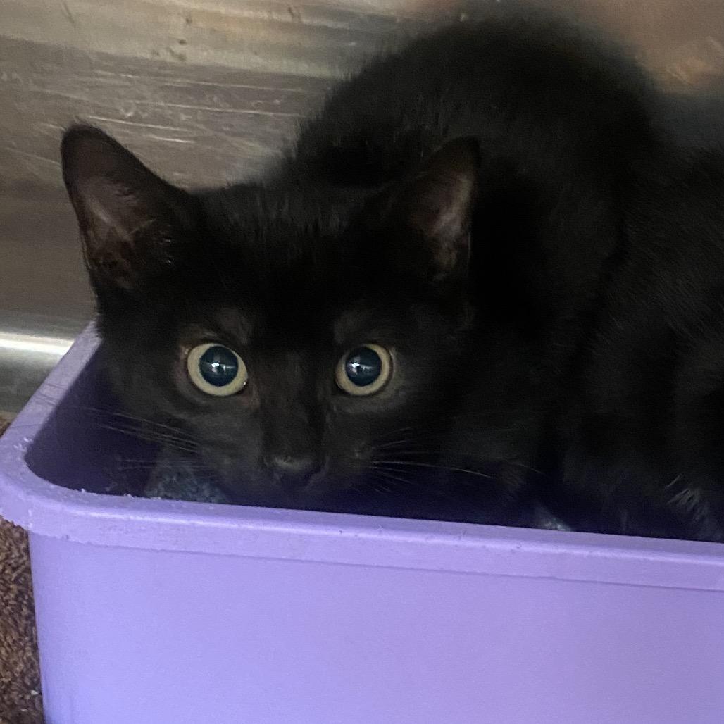 Pluto, Adoptable, Kitten Male Domestic Short Hair.