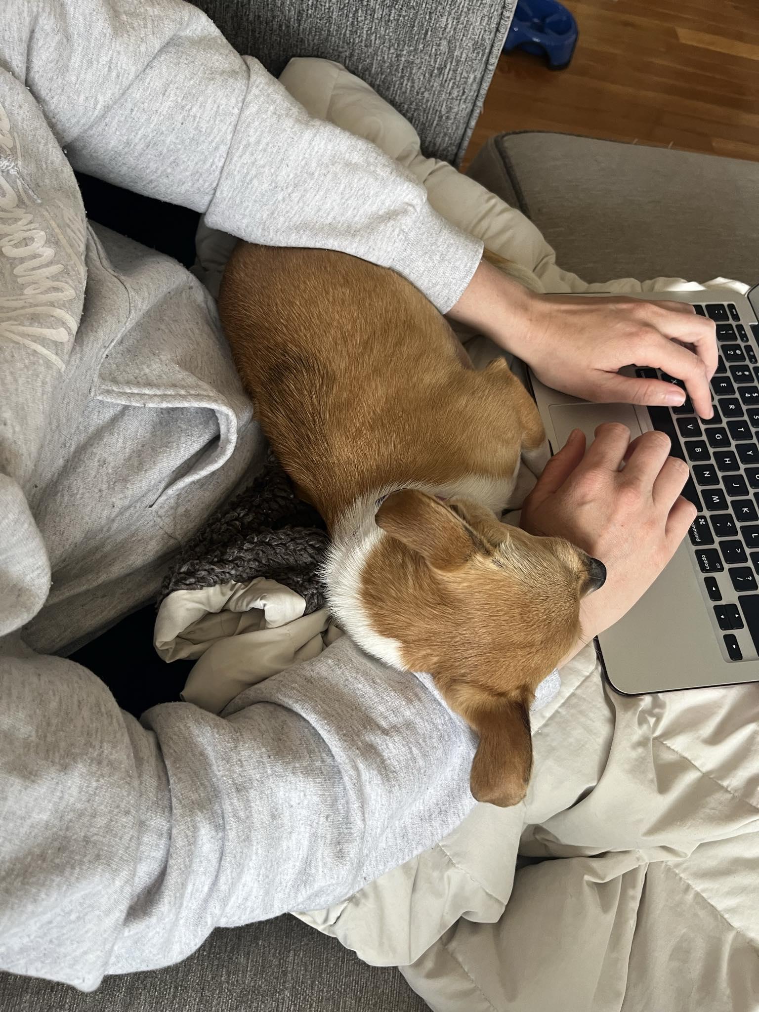 Enlarge Wednesday, a Adoptable mixed breed in Covington, WA image 3/5