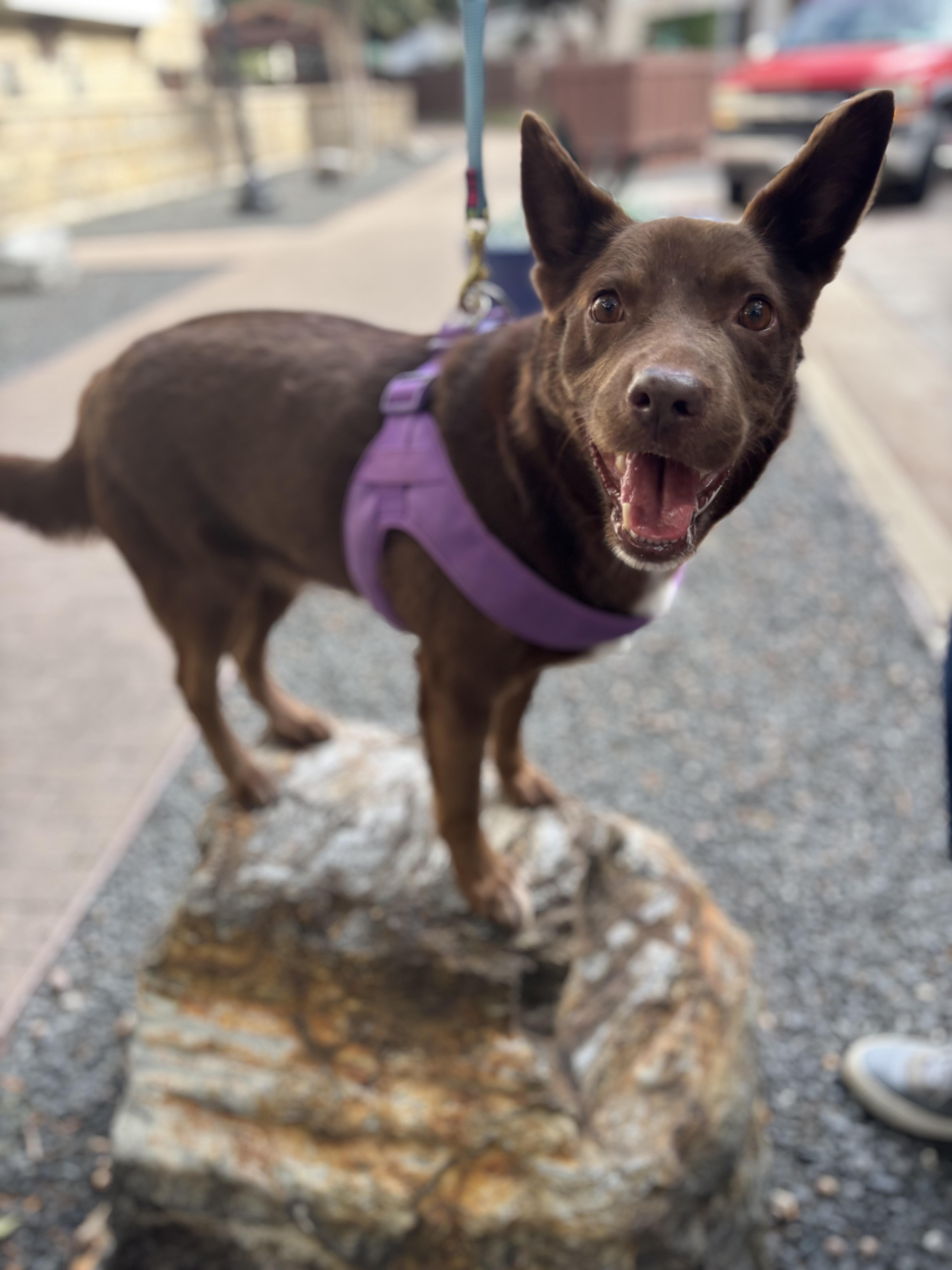 Kellie, a Adopted Australian Kelpie in Ennis, TX image 3/6
