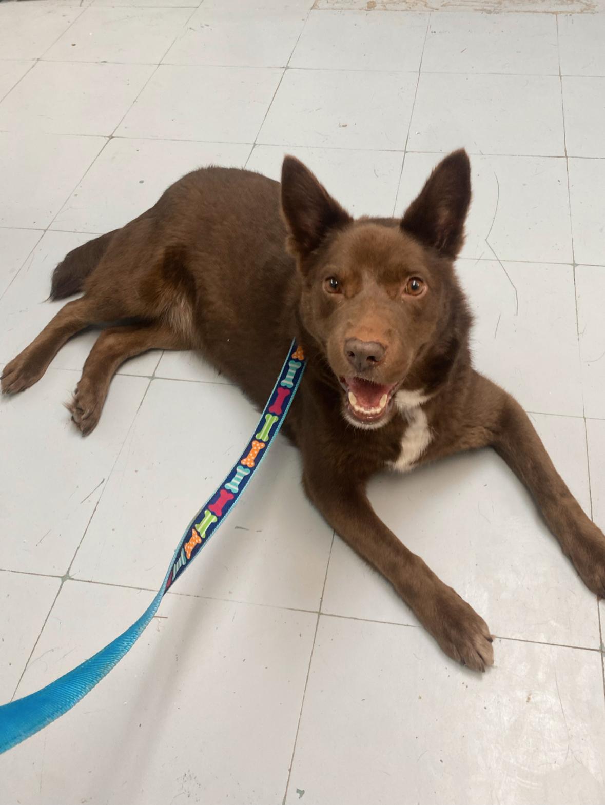 Kellie, a Adopted Australian Kelpie in Ennis, TX image 4/6