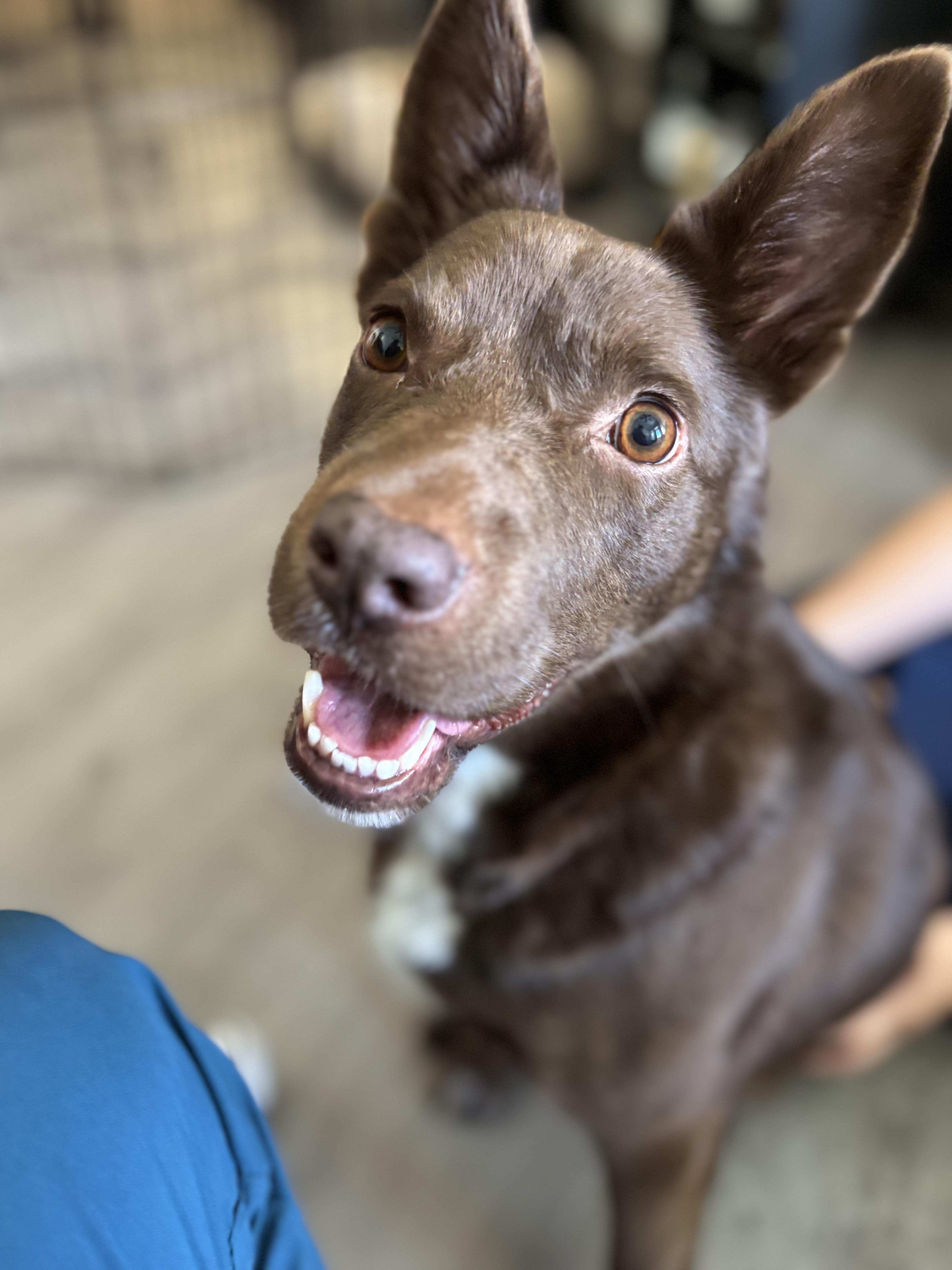 Kellie, a Adopted Australian Kelpie in Ennis, TX image 5/6