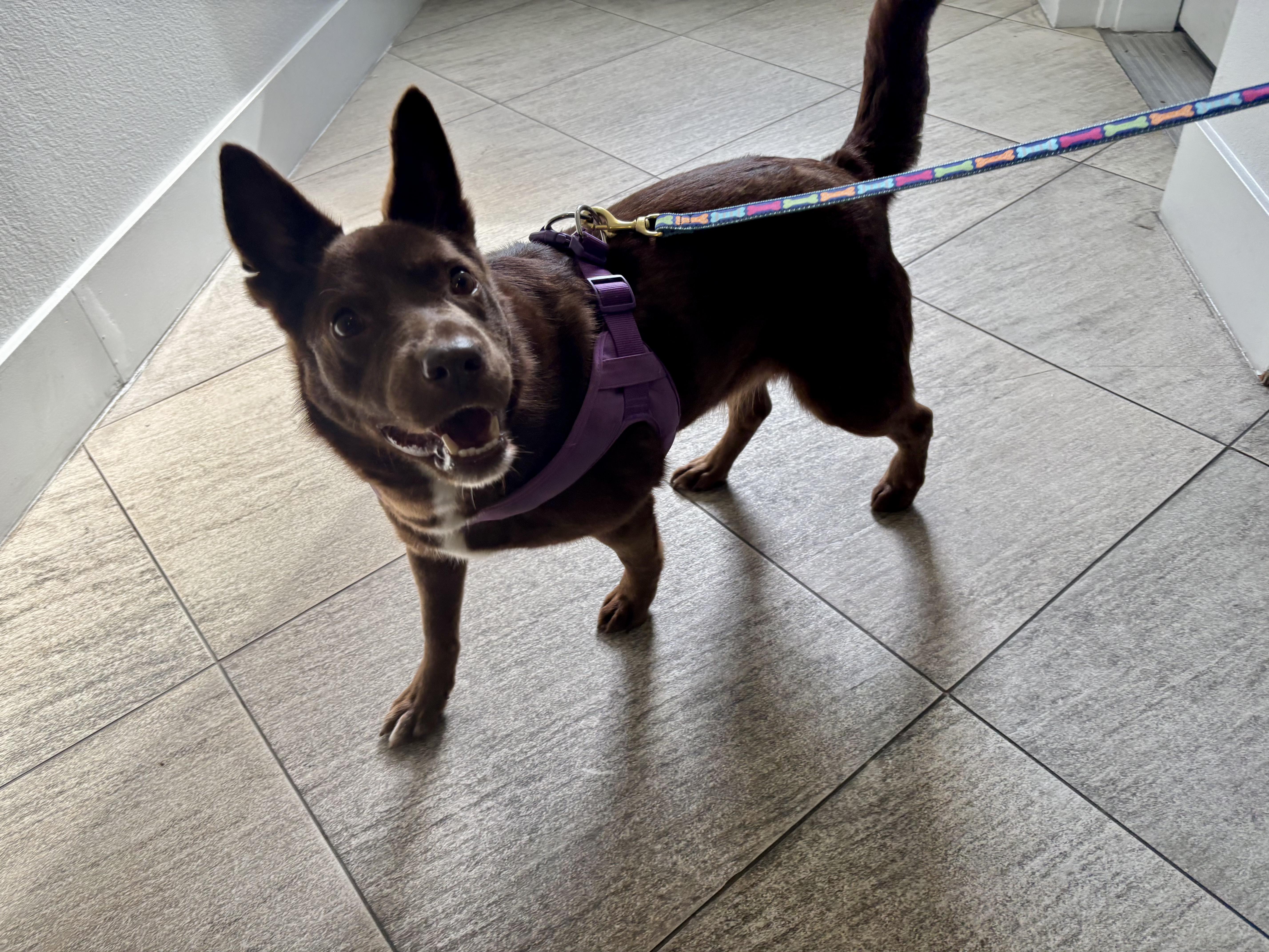 Kellie, a Adopted Australian Kelpie in Ennis, TX image 6/6