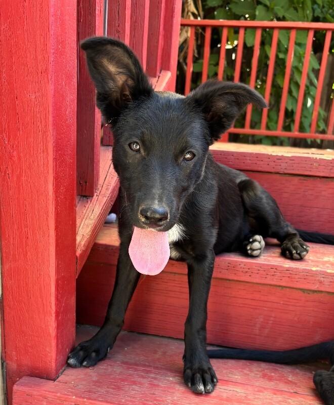 Ash, a Adoptable mixed breed in Van Nuys, CA image 2/6