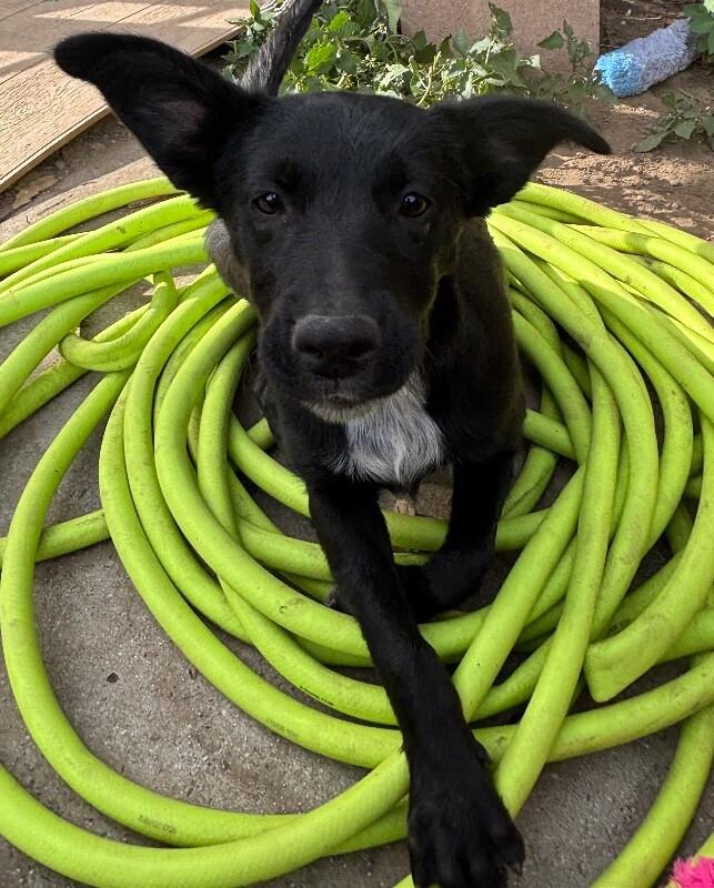Ash, a Adoptable mixed breed in Van Nuys, CA image 5/6