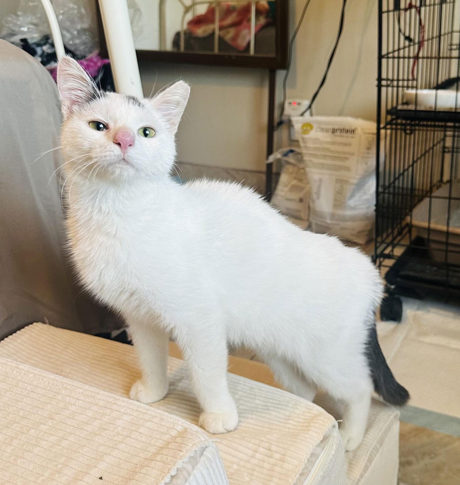 Levi (Strauss), Adoptable, Young Male Domestic Short Hair & Turkish Van.