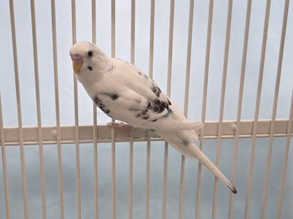 Cotton, Adoptable, Adult Female Parakeet (Other).