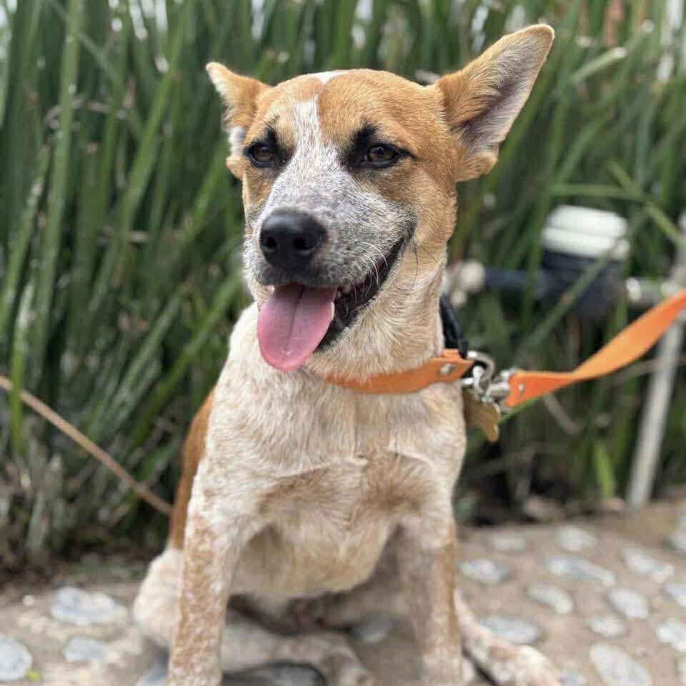 Mandarina (20250825-04)