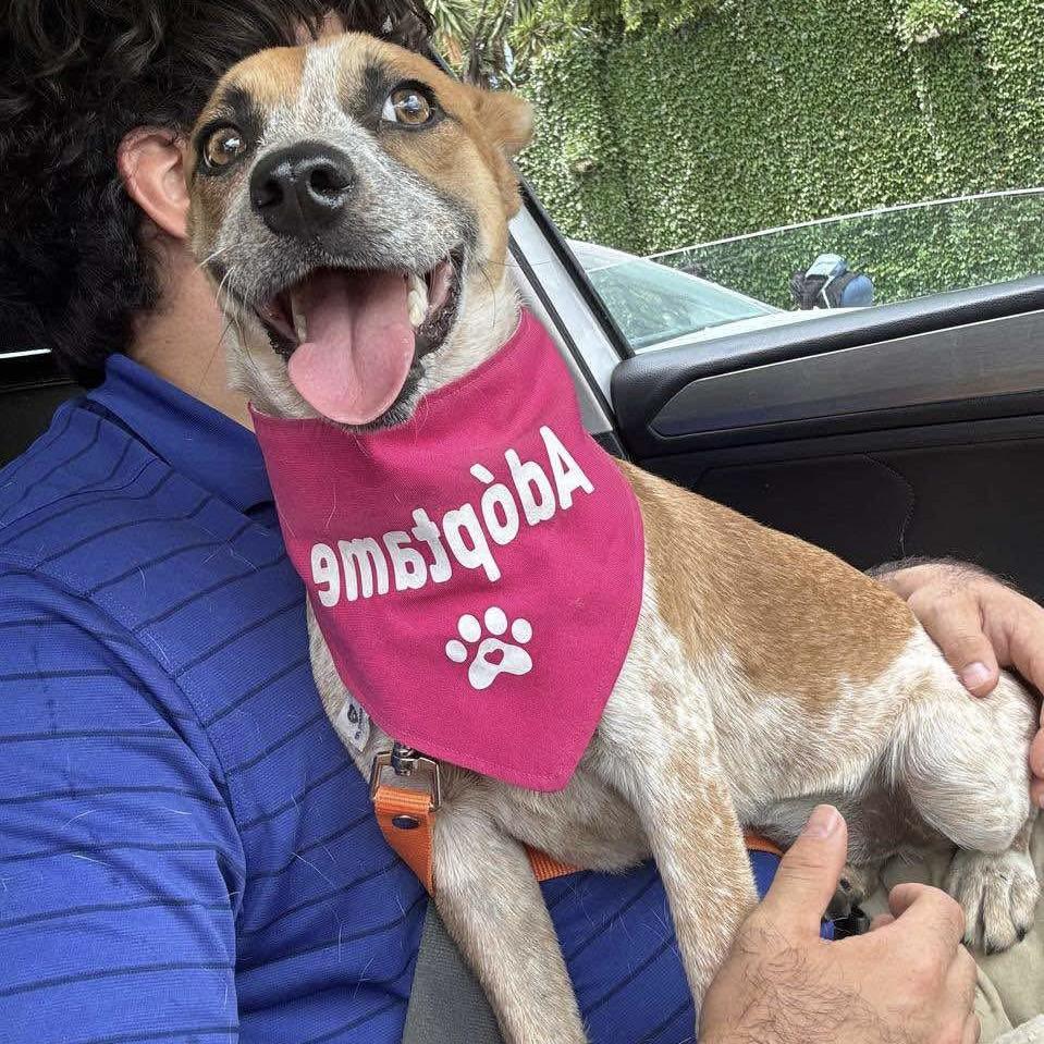 Mandarina (20250825-04) — thumbnail 2