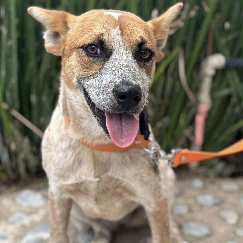 Mandarina (20250825-04) — thumbnail 3