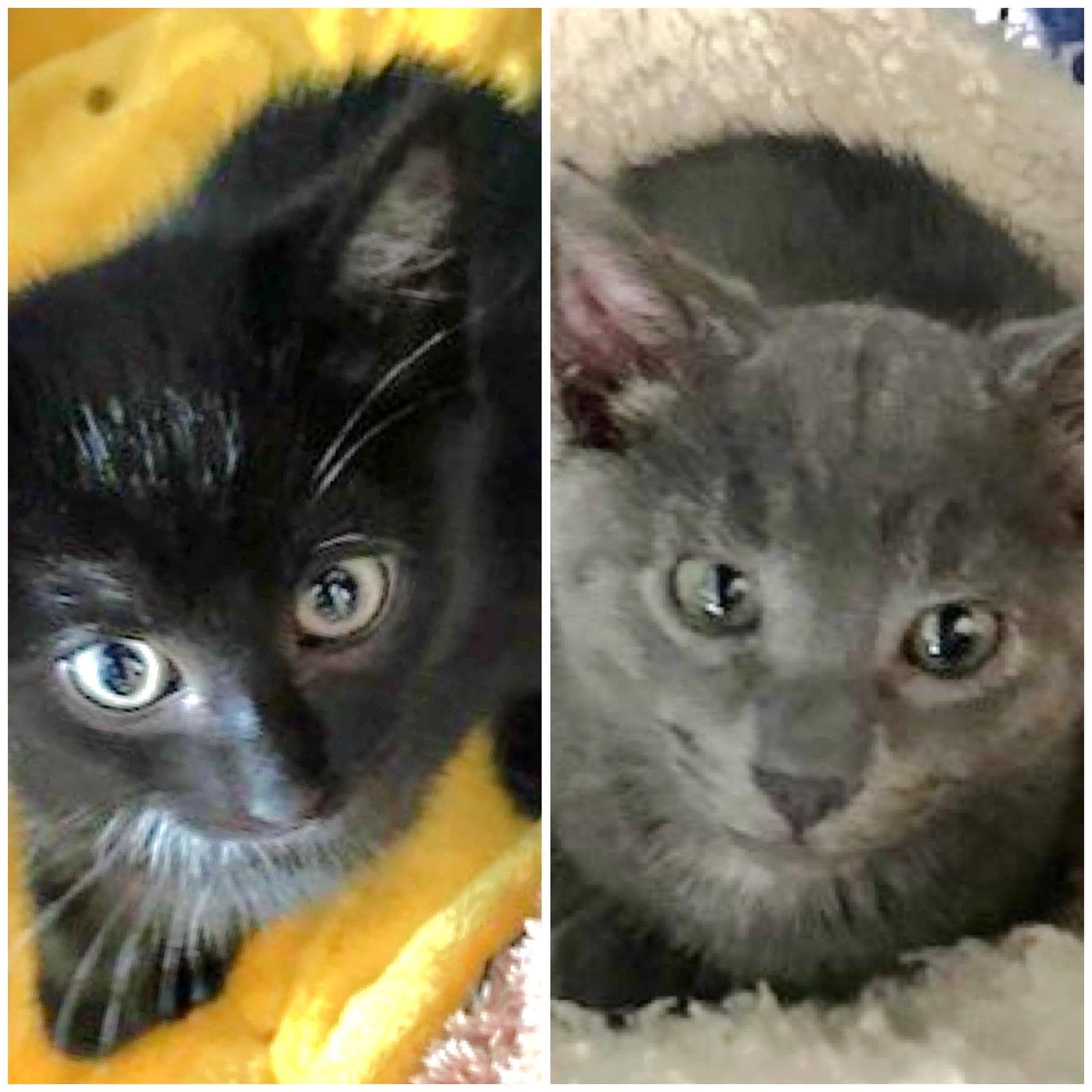 Aston and Martina, a Adoptable Domestic Short Hair in Shawnee, KS image 1/3