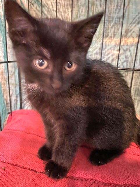 Aston and Martina, a Adoptable Domestic Short Hair in Shawnee, KS image 2/3