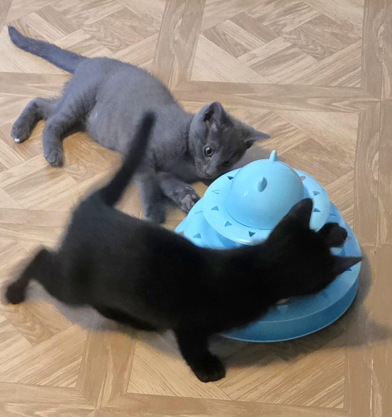 Aston and Martina, a Adoptable Domestic Short Hair in Shawnee, KS image 3/3