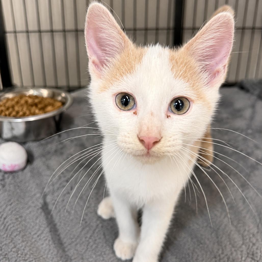 Enlarge Ricky, a Adoptable Domestic Short Hair in Chillicothe, IL image 1/1