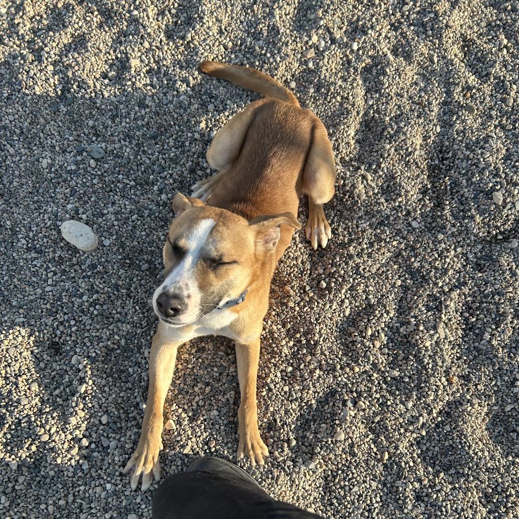 Hadley, Adoptable, Young Female German Shepherd Dog & Mixed Breed.