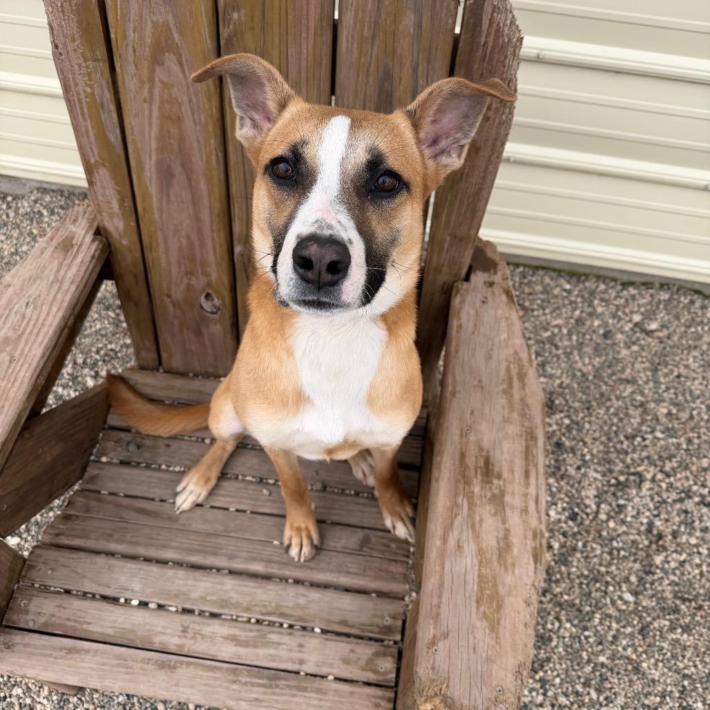Enlarge Hadley, a Adoptable mixed breed in Detroit Lakes, MN image 2/6